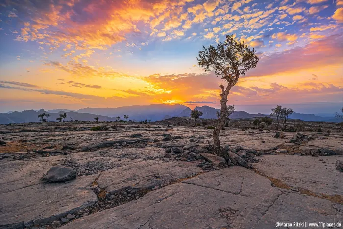 Jebel Shams Plateau im Oman bei Sonnenuntergang mit Baum auf felsigem Untergrund