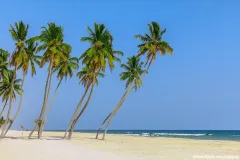 Weißer Sandstrand in Salalah im Oman mit Palmen unter wolkenlosem blauem Himmel, ohne Menschen.